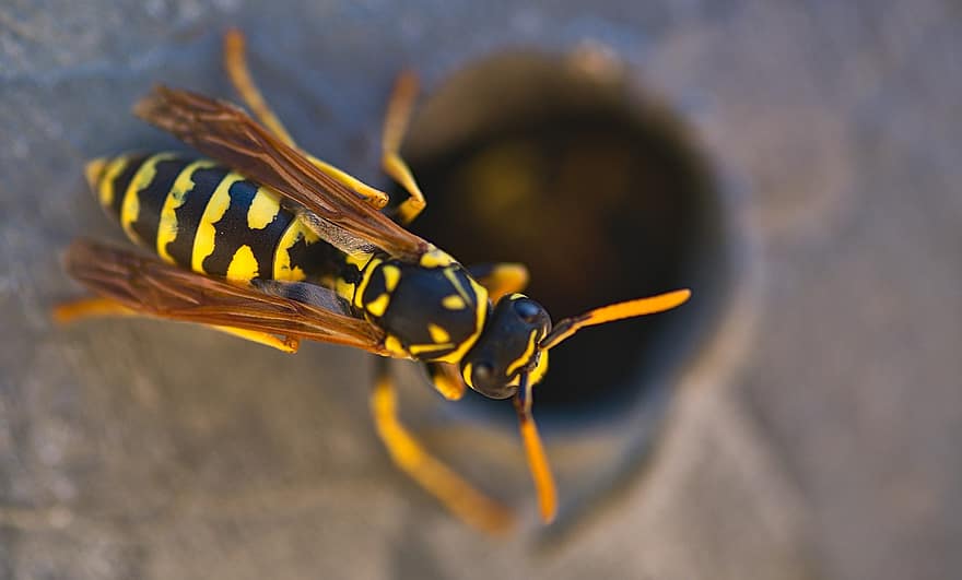 Wasp, Hornet, Insect, Bug, Flying, Animal, Nature, Wildlife, close-up, yellow, macro