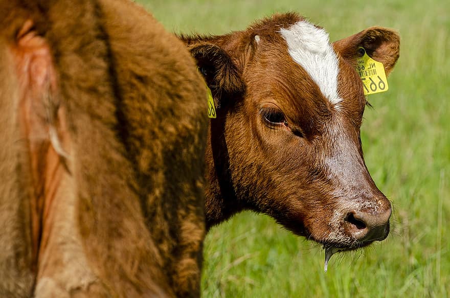 วัว, สัตว์, แท็ก, ปศุสัตว์, เลี้ยงลูกด้วยนม, วัวสีน้ำตาล, สนาม, การเกษตร, ฟาร์ม, ชนบท, ธรรมชาติ