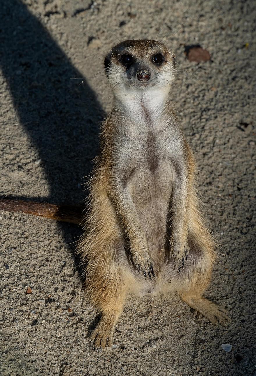 meerkat, stand, animal, mamifer, permanent, drăguţ, natură, meercat, sălbatic, curios, pază