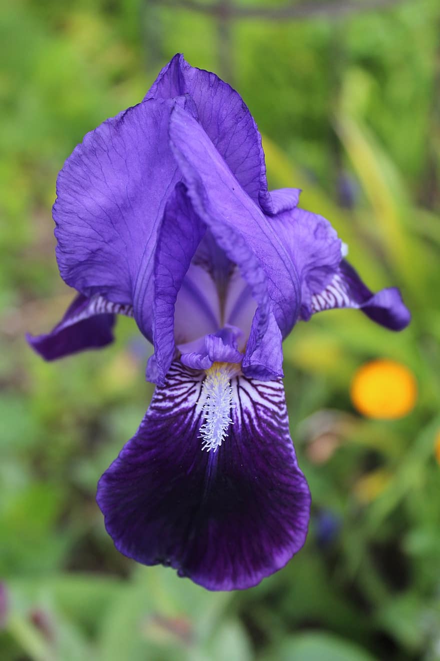 iris, gėlė, violetinė gėlė, violetinės žiedlapės, žiedlapių, žydi, žiedas, sodas, flora, augalų, violetinė