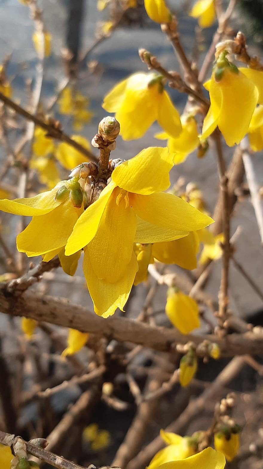 θάμνος με κίτρινα φυλλοειδή άνθη, λουλούδια, κλαδί, άνοιξη, κίτρινα άνθη, πέταλα, ανθίζω, φυτό, κίτρινος, γκρο πλαν, λουλούδι