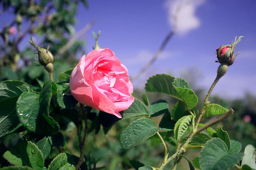 Rose, des roses, rose, fleur, Floraison, la nature, romantique, romance, plante, floral, jardin