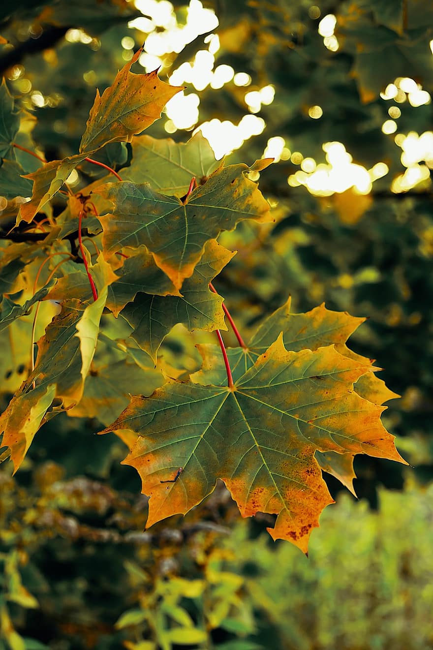 葉、もみじ、工場、木、ブランチ、フローラ、森林、自然