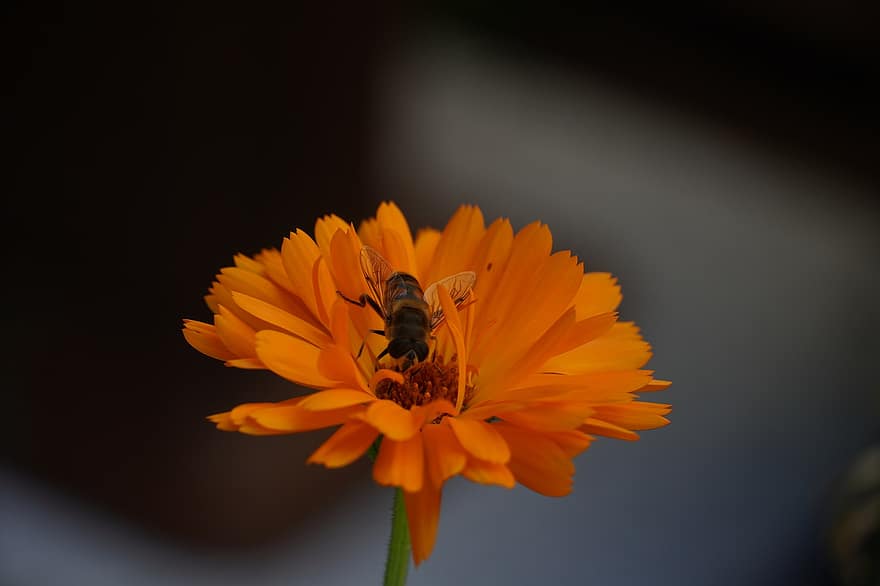 ape, insetto, impollinare, impollinazione, fiore, insetto alato, Ali, natura, imenotteri, entomologia, macro
