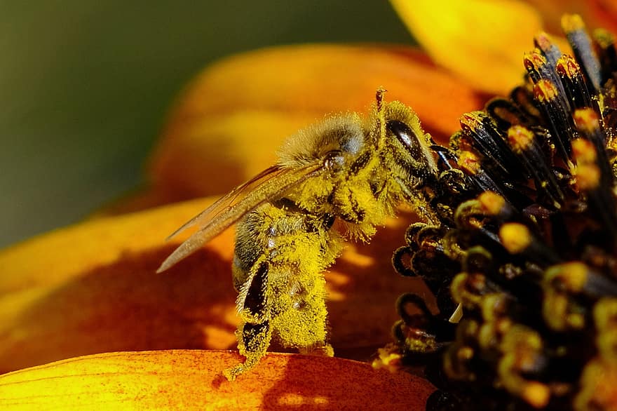 Bie, insekt, pollinere, pollinering, blomst, bevinget insekt, vinger, natur, Hymenoptera, entomologi