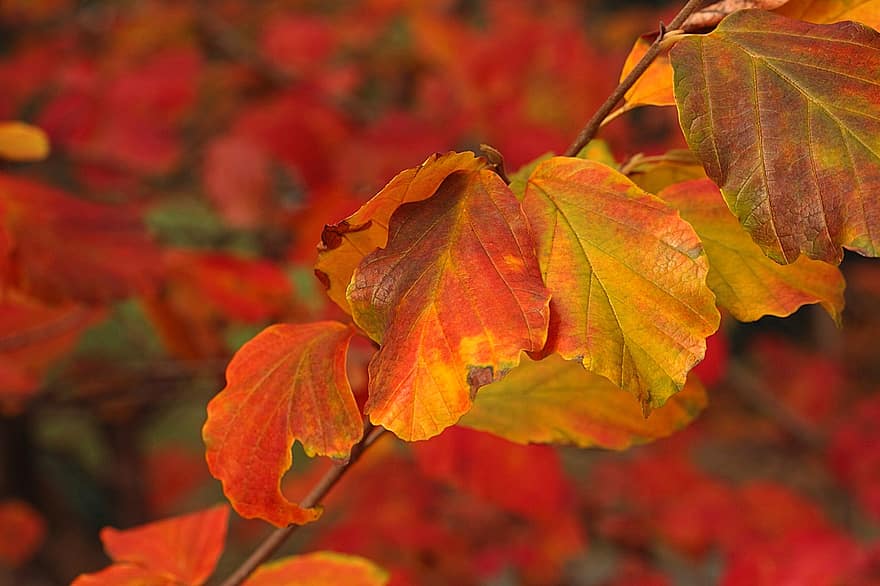 листя, осінні листки, падіння, листя бука, осінні кольори, сезон, осінь, лист, жовтий, різнокольорові, жовтень