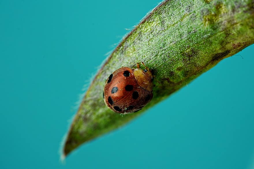 Ladybug, Insect, Bug, Plant, Leaf, Animal, Wildlife, Fauna, Nature, close-up, macro