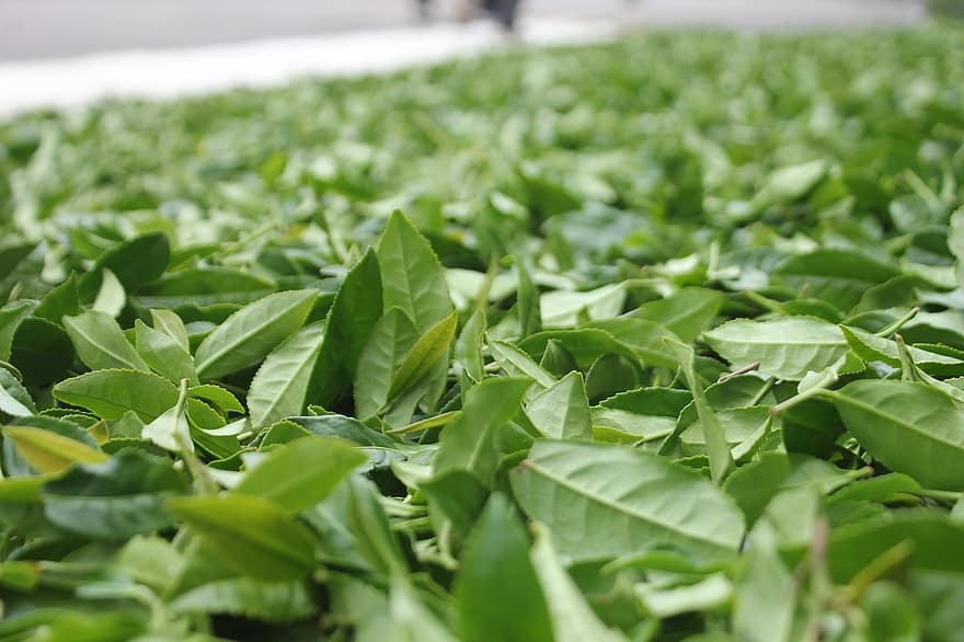 Tieguanyin, tè, le foglie, anxi tieguanyin tea, Tè cinese Oolong, biologico, pianta del tè