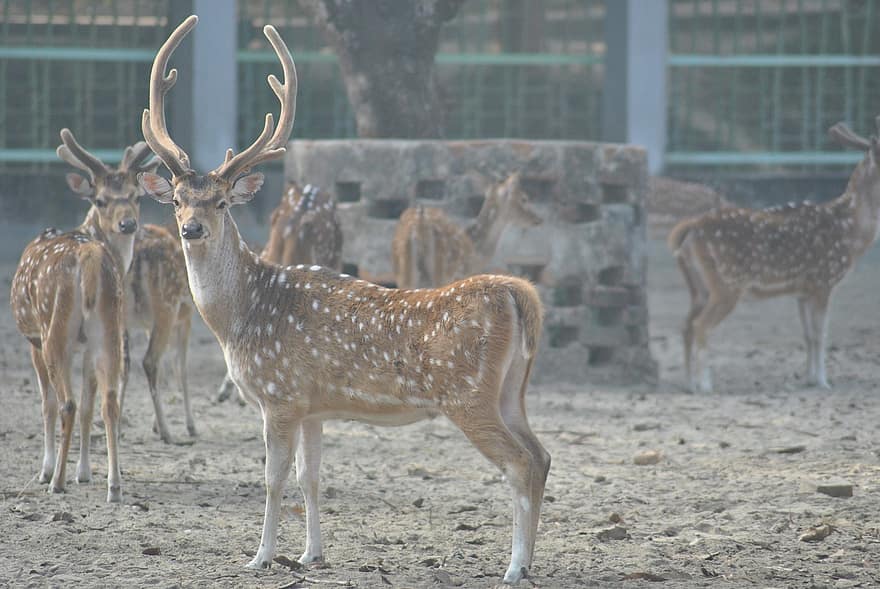 Deers, Antler, Animals, Mammals, Wildlife, Wild Animal, Zoo, Wild, Wildlife Photography