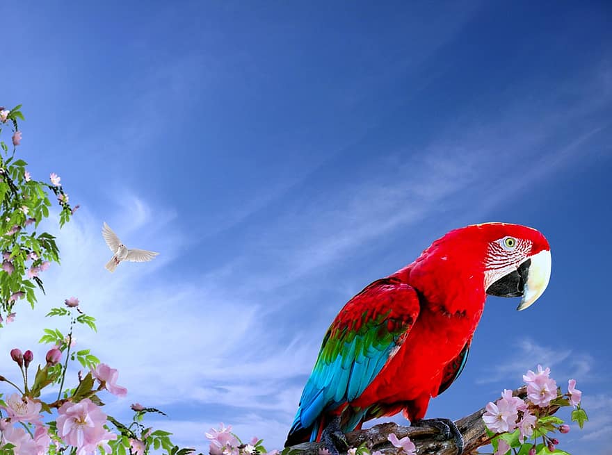 papagáj, arara, madarak, természet, trópusi madár, madár, brazil fauna, környezet, egzotikus, állati világ, állatkert