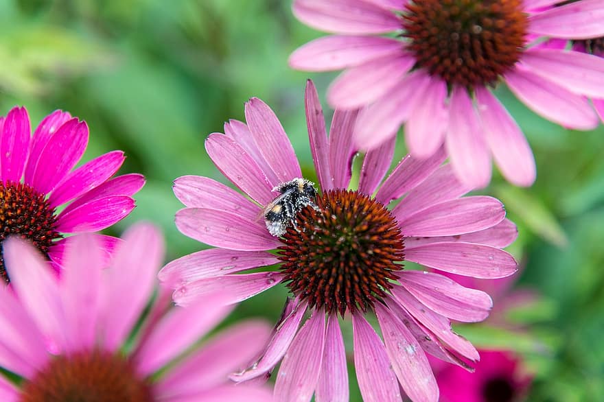 bunga, kumbang, penyerbukan, echinacea, taman, flora, alam, kesehatan, berwarna merah muda