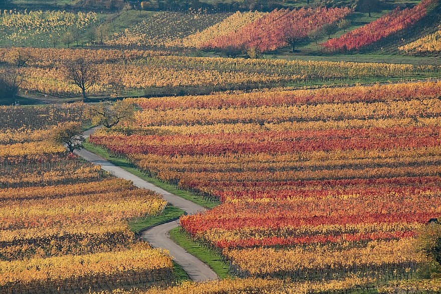 الخريف ، حصاد النبيذ ، ورتمبرغ ، مونديلشيم ، نيكار