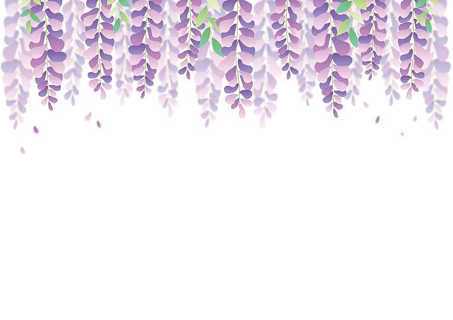 wisteria, ziedi, fona, robežu, augu, zied, pavasarī, raksturs, purpura ziedi, tukša