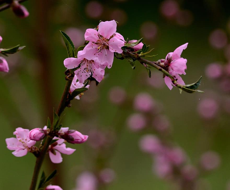 pink flowers, cherry blossoms, nature, close-up, flower, plant, springtime, pink color, branch, blossom, petal