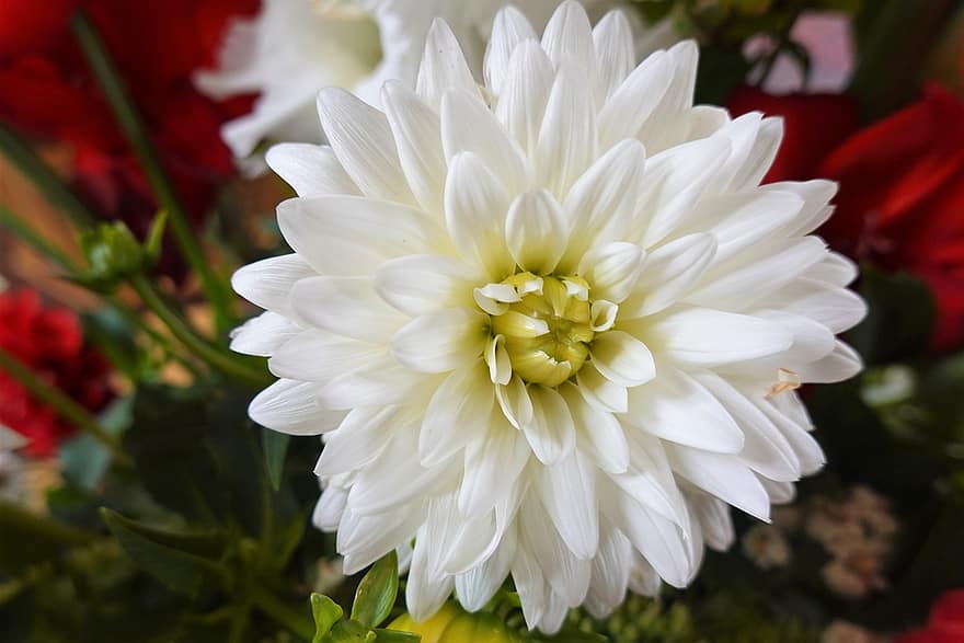 георгин, цветок, белый георгин, белый цветок, лепестки, белые лепестки, цветение, цвести, Флора, сад, завод