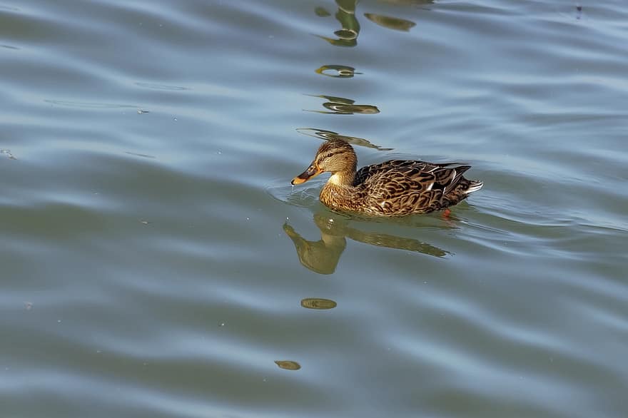 Duck, Wild Duck, Lake, River, Bird, beak, pond, feather, water, animals in the wild, mallard duck