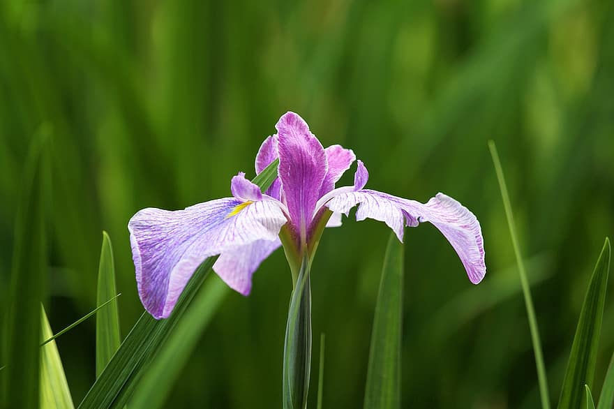 Cattleya Orchid, Orchid, Flower, Plant, Petals, Purple Flower, Bloom, Leaves, Garden, Nature