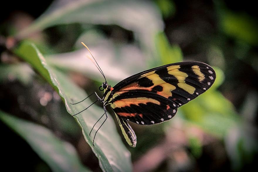 motyl, Natura, odchodzi, owady, motyle, Zwierząt, lato, lasy, skrzydełka, kolorowy, skrzydło