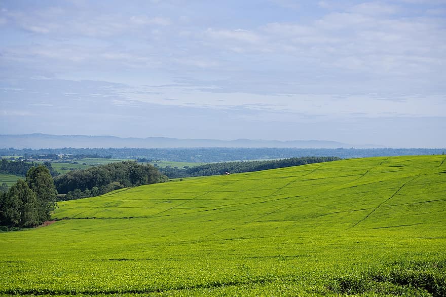 čajové plantáže, Keňa, zemědělství, Příroda, hospodařit, venkov, venkovský