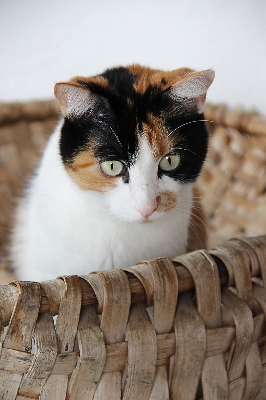 Cat, Basket, Kitten, Domestic Cat, Pet, Animal, Cat's Eyes, Cute, Animal World, Fur