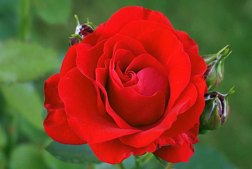 червена роза, цвете, понички, природа, растения, венчелистчетата, ароматен, растение, цветен, цъфнало, цвят червен