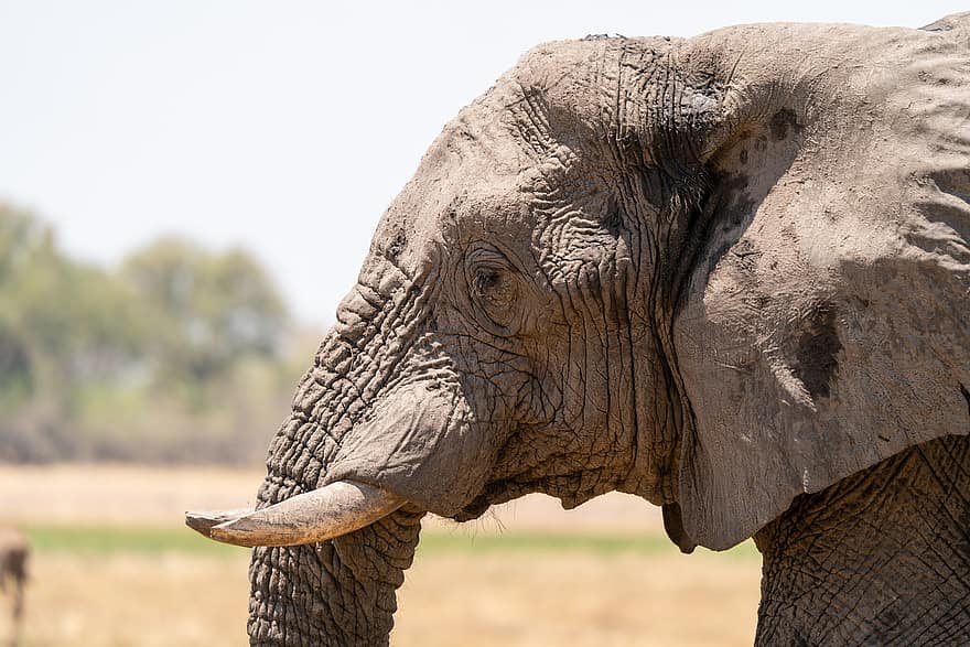 gajah, gading, kepala, hewan, mamalia, margasatwa, binatang yg berkulit tebal, potret hewan, safari, Taman Nasional, botswana