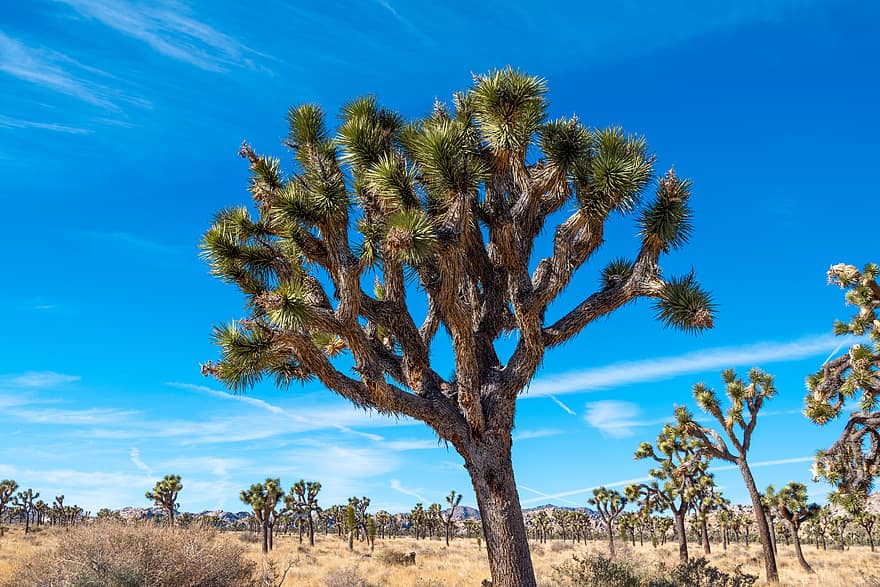 tree, desert, landscape, california, nature, usa, sky, dry, outdoor, blue, park