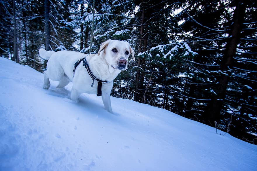 cane, inverno, la neve, freddo, carina, imbracatura per cani, animale domestico, canino, ritratto, ritratto di cane, all'aperto