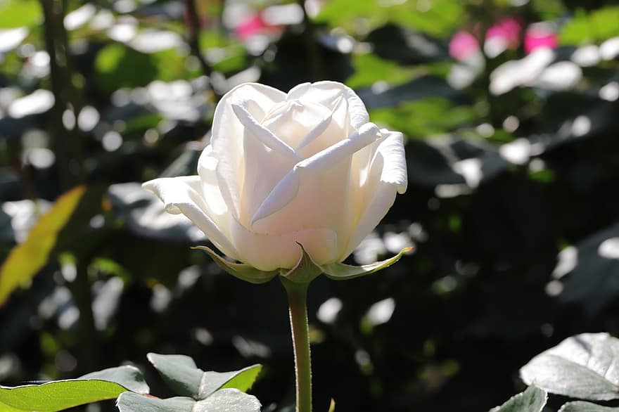 Rose, Flower, Spring, Plant, White Rose, White Flower, Bloom, Spring Flower, Garden, Nature, leaf