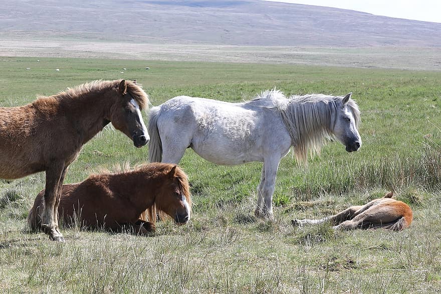 Horses, Ponies, Equine, Equestrian, Grassland, Pasture, Wild Ponies, Brecon Beacons, Moorland
