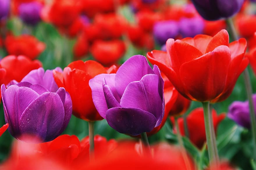 tulipanes, las flores, campo de tulipanes, tulipanes morados, tulipanes rojos, plantas, floración, flor, sajonia-anhalt, Börde, cultivo