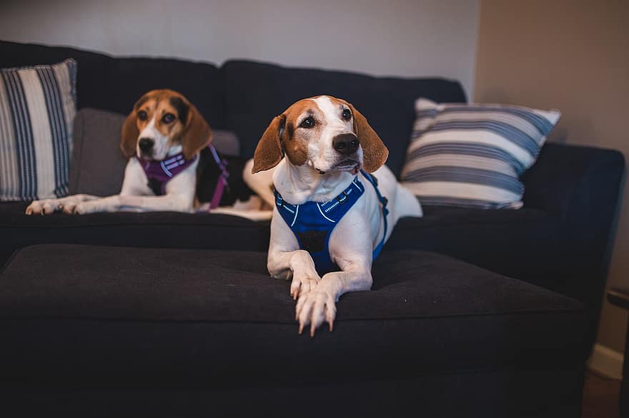 beagle, psí, zvíře, portrét, savec