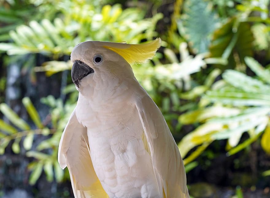 काकातुआ, पीले रंग का कॉकटू, चिड़िया, वन्यजीव, पशुवर्ग