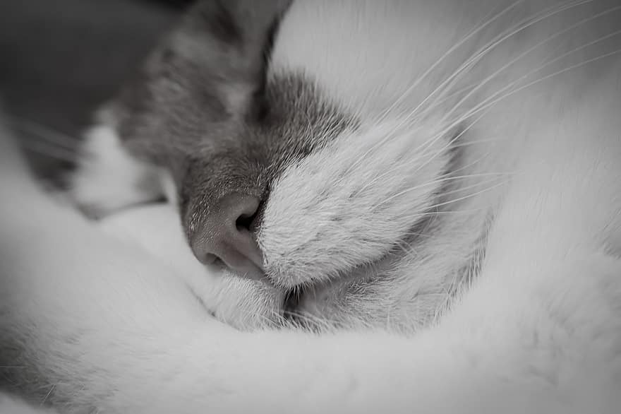 katt, sova, trött, tamkatt, charmig, avslappnad, sällskapsdjur, avslappning, oro, närbild, kattporträtt