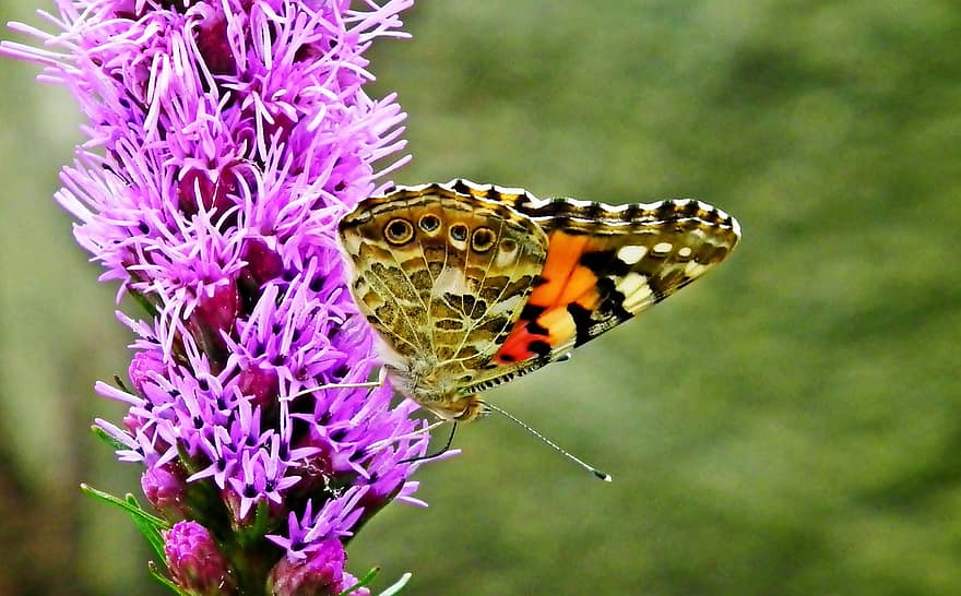 Painted Lady Butterfly, Butterfly, Flower, Blazing Star, Wings, Insect, Pollination, Liatris Spicata, Plant, Garden, close-up