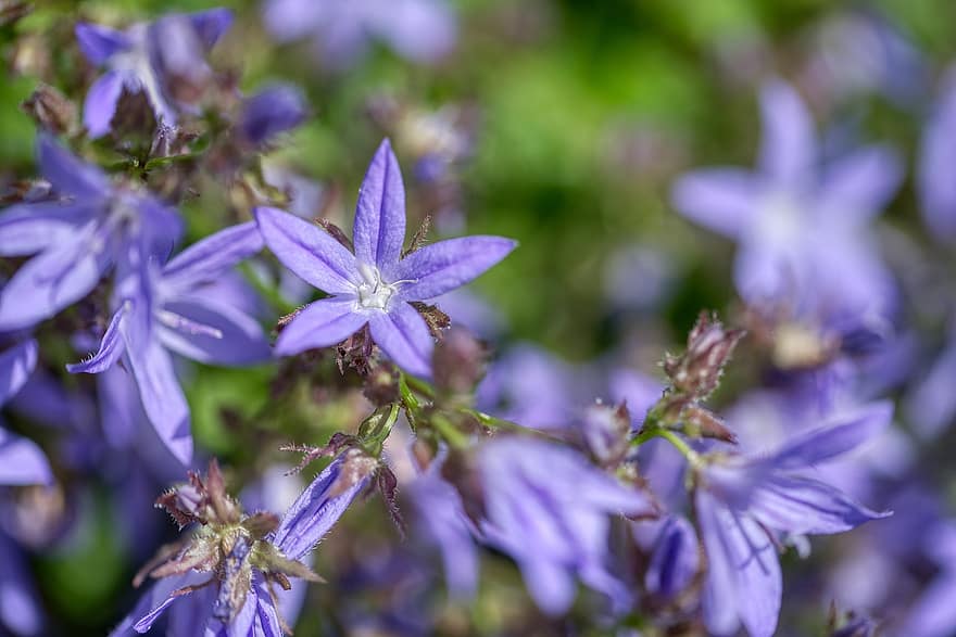 Kampanula Poscharskyana, Aiz Zvana Zieda, Sekošais zvana zieds, lavendel blau, zvaigzne, ziedi, flora, augu, dārzs