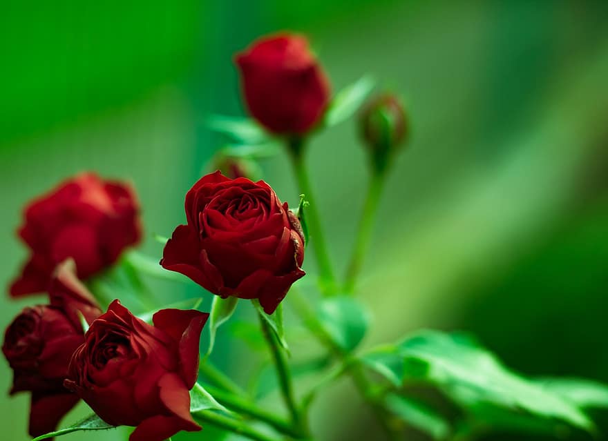 Roses, Red Roses, Red Flowers, Blossom, Nature, Flora