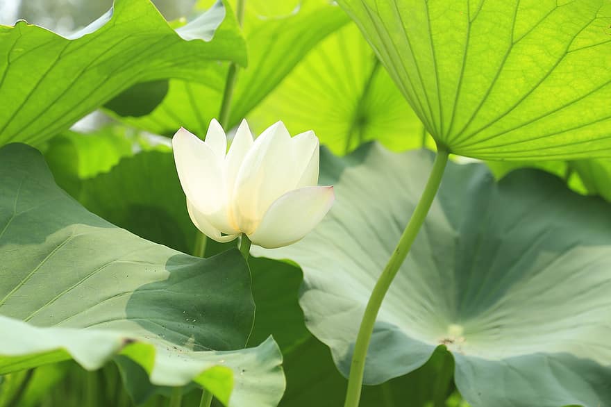loto, flor, hojas, floreciente, cierne, flor blanca, flor de loto, pétalos blancos, flora, planta acuática, naturaleza