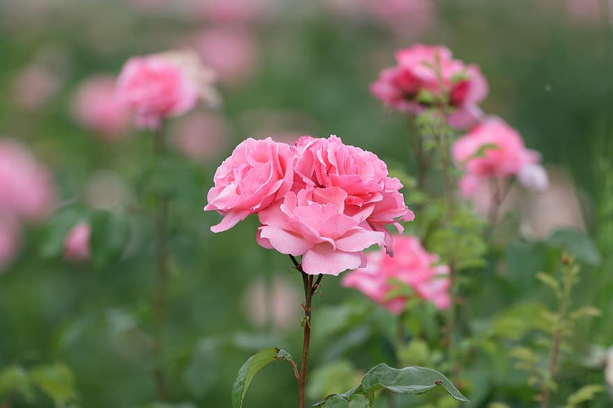 розовые розы, розы, розовые цветы, цветы, лепестки, розовые лепестки, цветение, цвести, лепестки роз, роза цветет, Флора