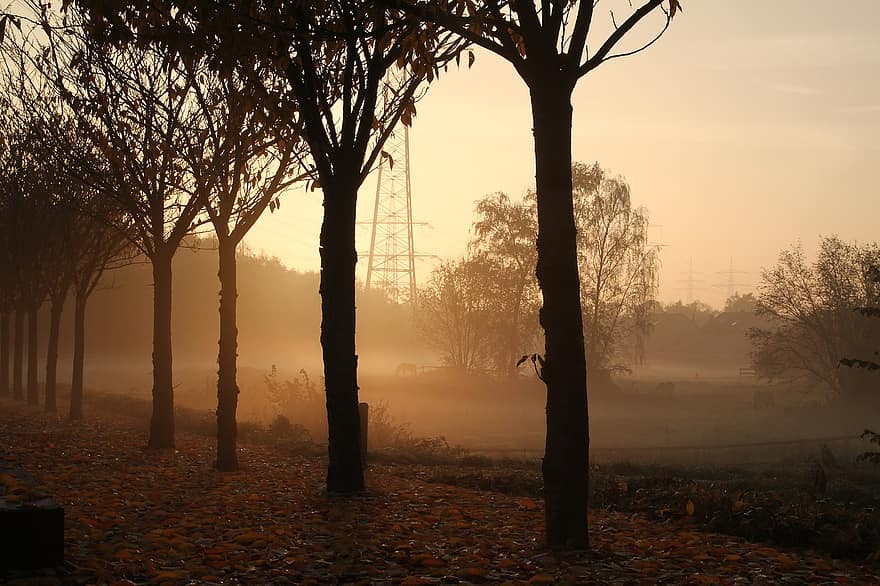 træer, efterår, tåge, solopgang, sti, vej, ruhr område, tåget, heste, Mark, natur