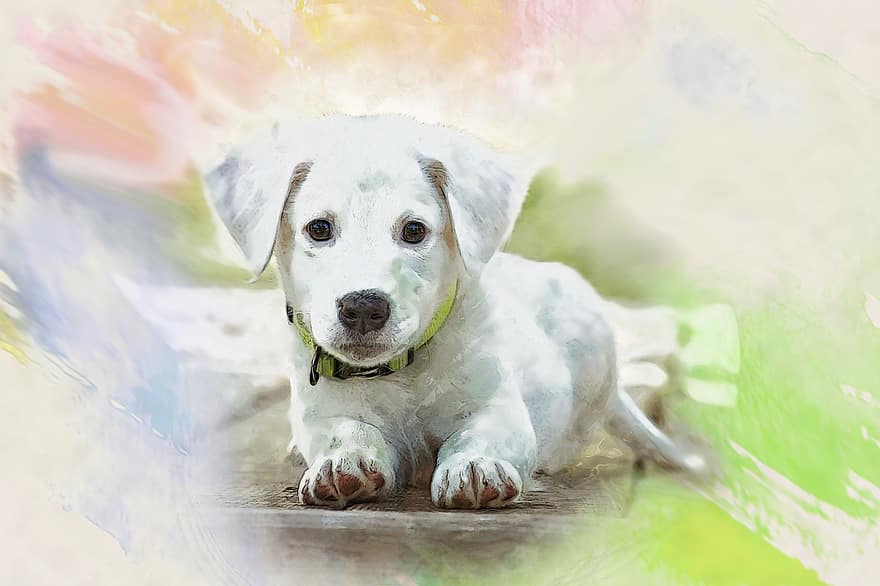 Watercolor, Puppy, Doggy, Charming, Animals, Dog House, Portrait, Pets