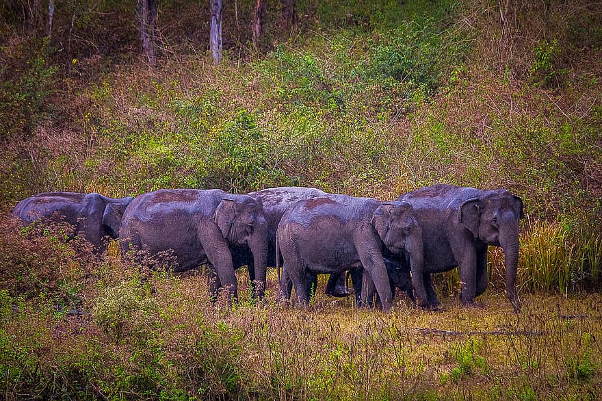 elefántok, állatok, erdő, vadvilág, elefánt, vadon élő állatok, szafari állatok, Afrika, afrikai elefánt, nagy, veszélyeztetett fajok