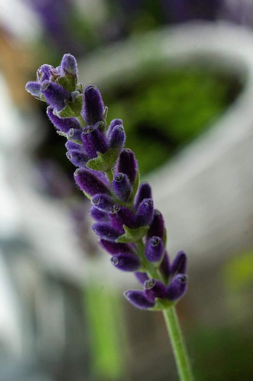lavendel-, blomma, violett