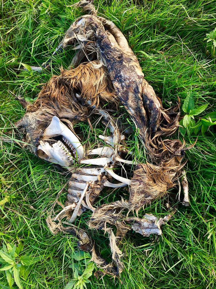 Esquelet de guineu, fuchs, marc, os, mort, canal, dent, animal, herba, prat, fons