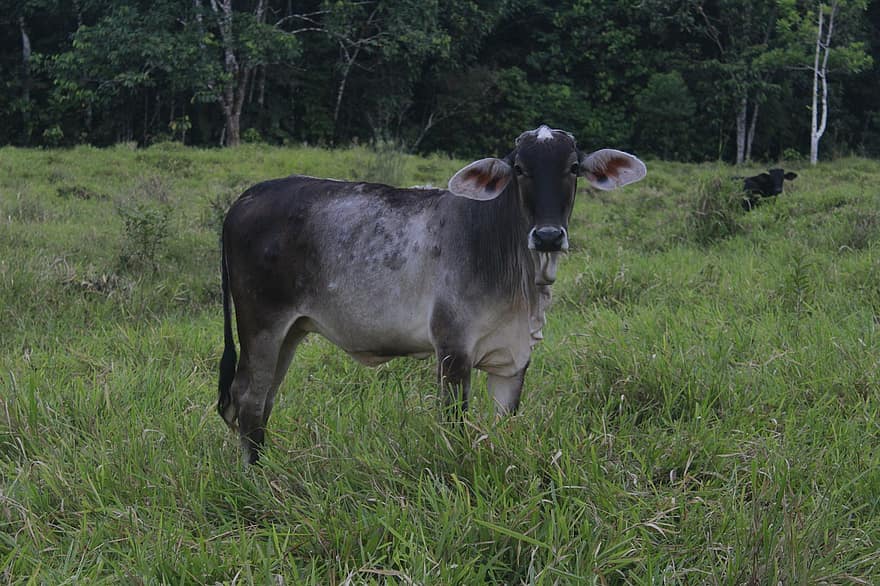 Cow, Cattle, Animal, Mammal, Livestock, Farm, Agriculture, Pasture, Field, grass, rural scene