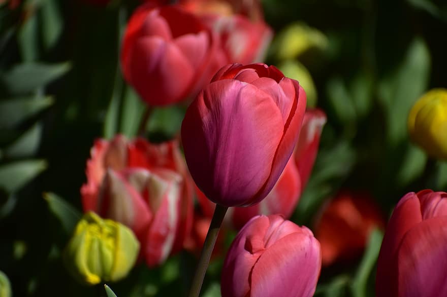 fiori, tulipani, natura, fioritura, amsterdam, Keukenhof, Olanda, prospettiva, iris, paesaggio, campo di fiori