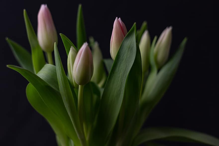 tulipaner, blomster, knopper, blomsterknopper, blade, planter, blomster arrangement, buket, lyserøde tulipaner, lyserøde blomster, skære blomster