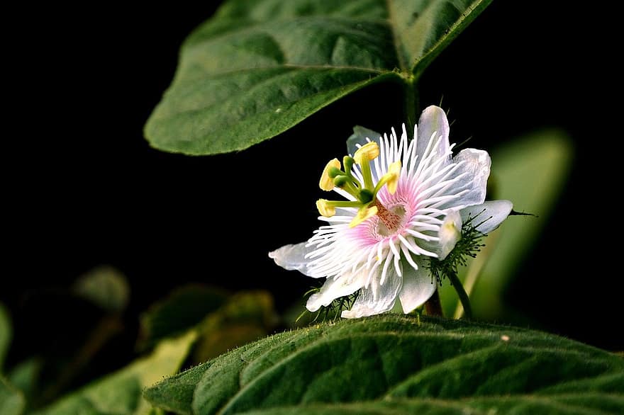 Passiflora, passionsblomst, blomst, flora, natur, tæt på