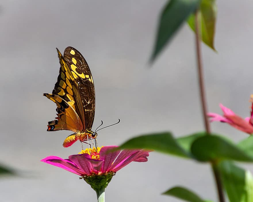 sommerfugl, bestøve, bestøvning, lepidoptera, entomologi, flor, blomstre, blomst, sommerfugl vinger