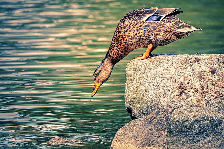 Duck, Bird, Mallard, Plumage, Feathers, Beak, Animal, Stone, Rock, Lake, Pond